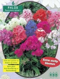 Phlox Gemischt