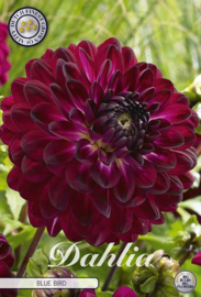 Dahlia Decoratief Blue Bird