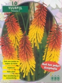 Kniphofia (Tritoma)