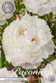 Paeonia Duchesse de Nemours