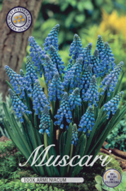 Muscari Armeniacum