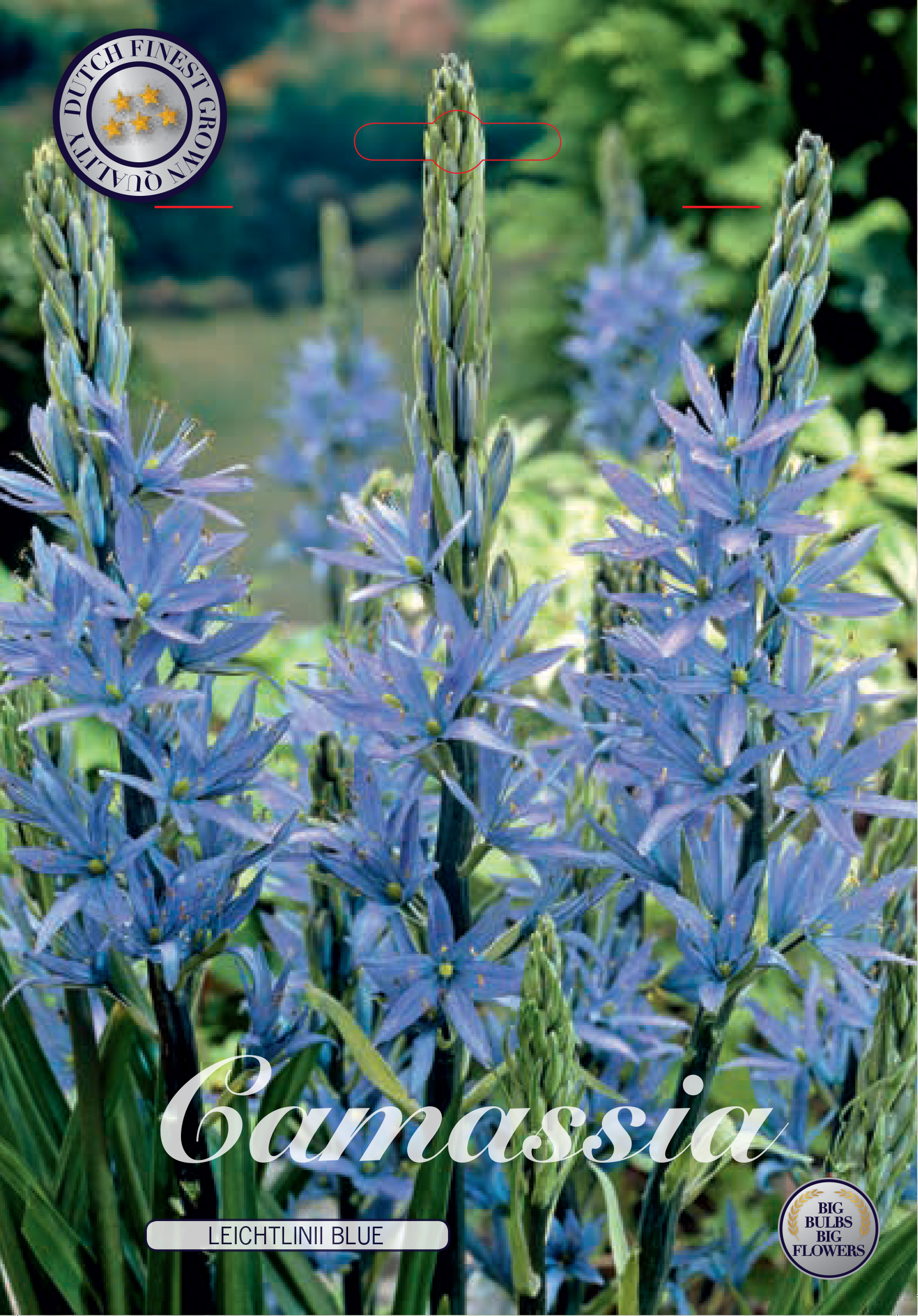 Camassia Leichtlinii Blue