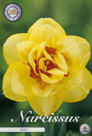 Narcis Double Tahiti