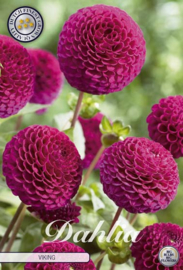 Dahlia Pompon Viking