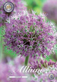 Allium Stipitatum