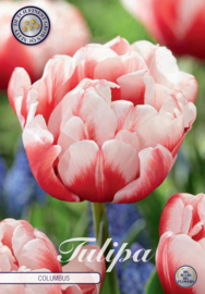 Tulipa Double Early Columbus