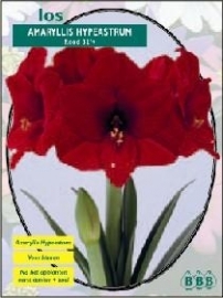 Amaryllis Hypeastrum, Rood