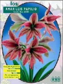 Amaryllis Papilio Exotic Star