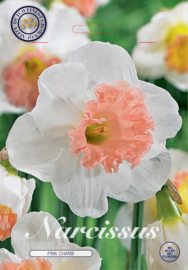 Narcis Pink Charm