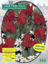 Tulipa Tubergen Variaty