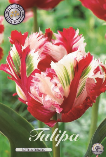 Tulipa Parrot Estella Rijnveld