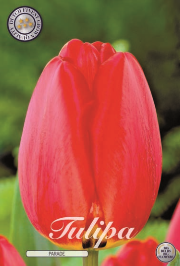 Tulipa Darwin Parade