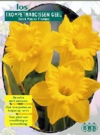 Narcis Trumpet Yellow