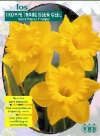 Narcis Dutch Master