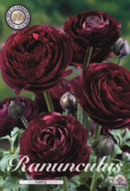 Ranunculus Purple Sensation