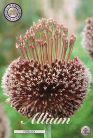 Allium Forelock