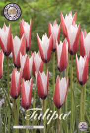 Tulipa Clusiana