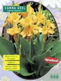 Canna groenblad, Geel