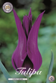 Tulipa Purple Dream