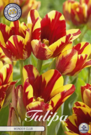 Tulipa Multiflora Wonder Club