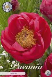 Paeonia Cythera