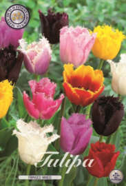 Tulipa Gefranst mixed