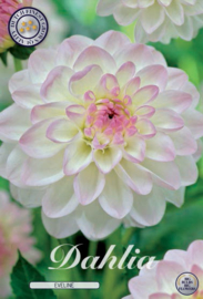 Dahlia Ball Eveline