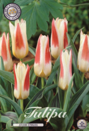 Tulipa Johan Strauss