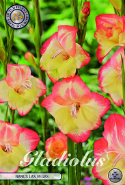 Gladiolus Nanus Las Vegas