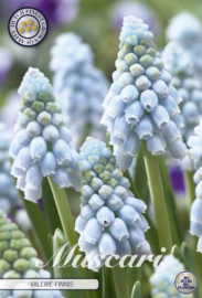 Muscari Valerie Vinnis