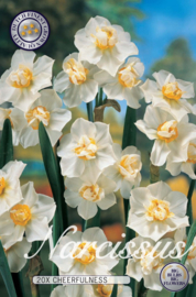 Narcis Cheerfulness White