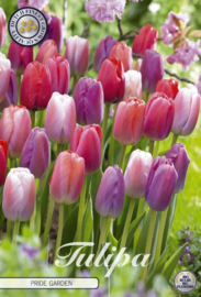 Tulipa Garden Pride Garden
