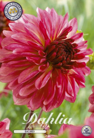 Dahlia Decoratief Bacardi