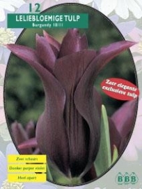 Tulipa Liliflower Burgundy