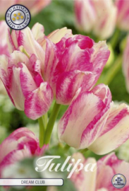 Tulipa Multiflora Dream Club