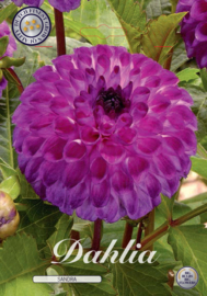 Dahlia Ball Sandra