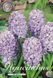 Hyacinthus Orientalis Sky Jacket