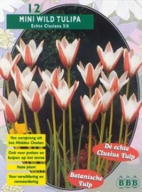Mini Wild Tulipa Clusiana