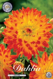 Dahlia Decoratief Procyon