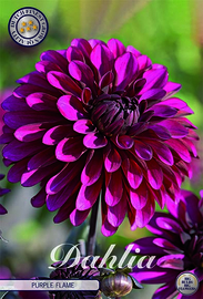 Dahlien Dekoratief Purple Flame