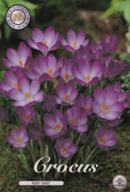 Crocus Thomassinianus Ruby Giant