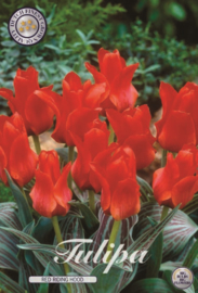 Tulipa Red Hood