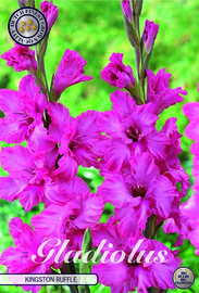 Gladiolus Kingston Ruffle