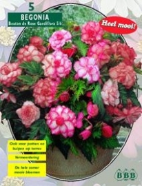 Begonia Doubleflowered Bouton de Rose
