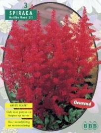 Astilbe, Rood