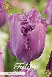 Tulipa Fringed Lilac Frizzle