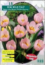 Mini Wild Tulipa Bakari Lilac Wonder