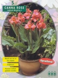 Canna groenblad, Roze