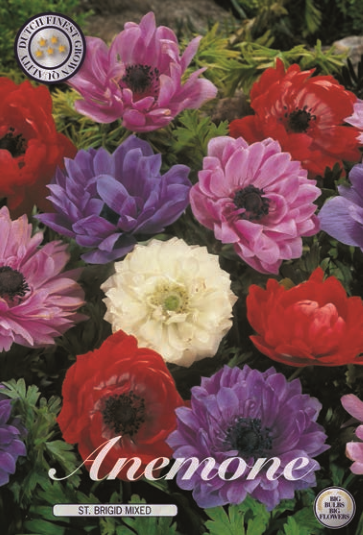 Anemonen Cor. St Bridgid mix