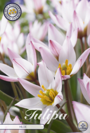 Tulipa Specie Hilde